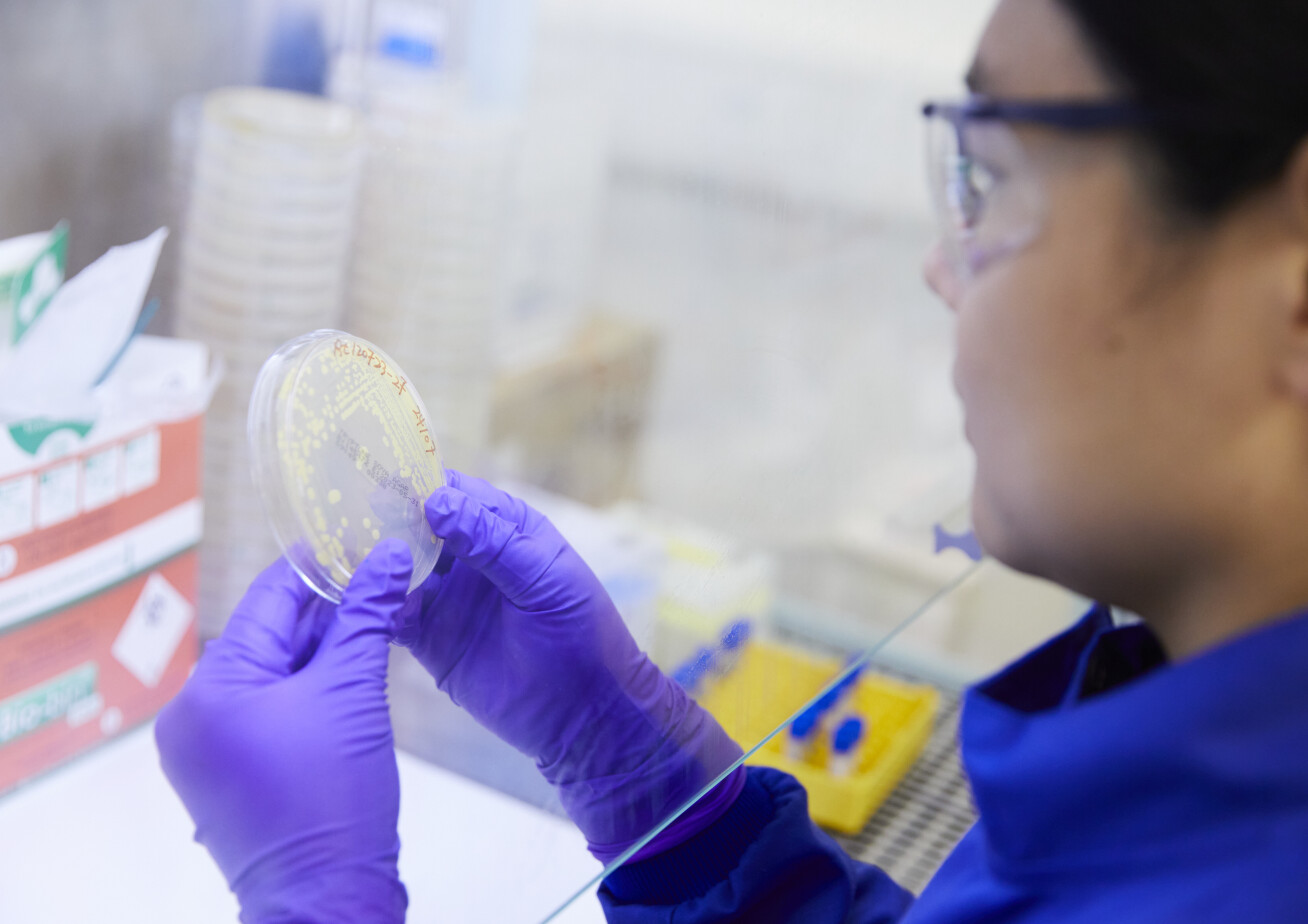 A scientist holds a petri dish