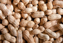 Earlier introduction of allergenic foods in children may prevent food allergies
