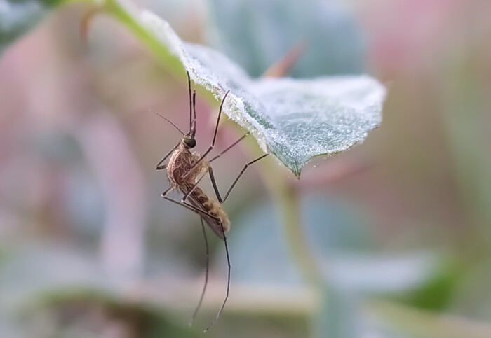 Mosquito hanging from the underside of a leaf