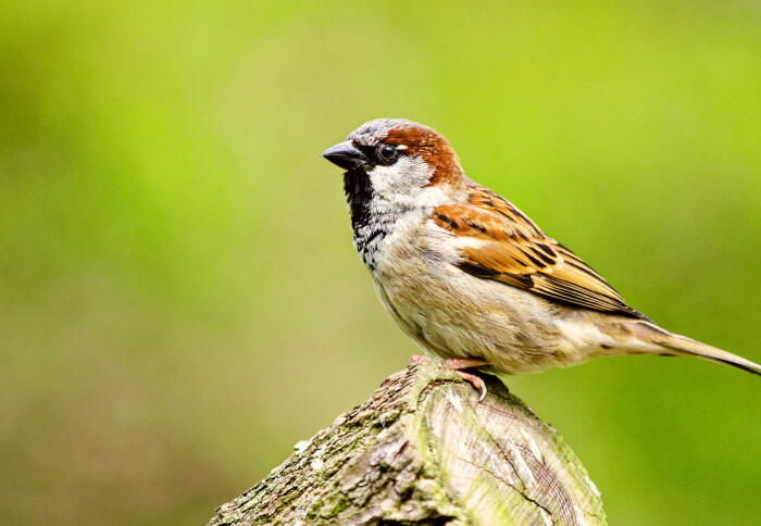 A sparrow on a tree