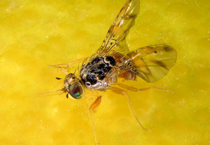 A fly on a yellow flower