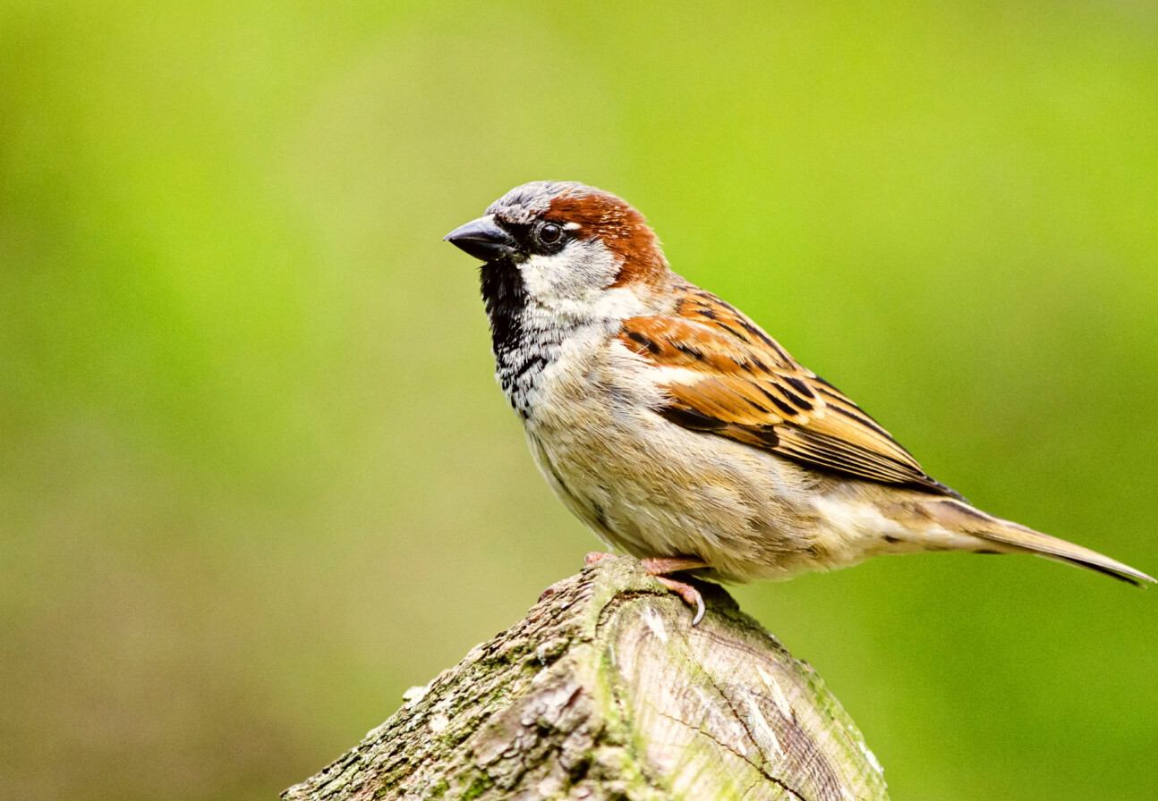 A house sparrow on a log