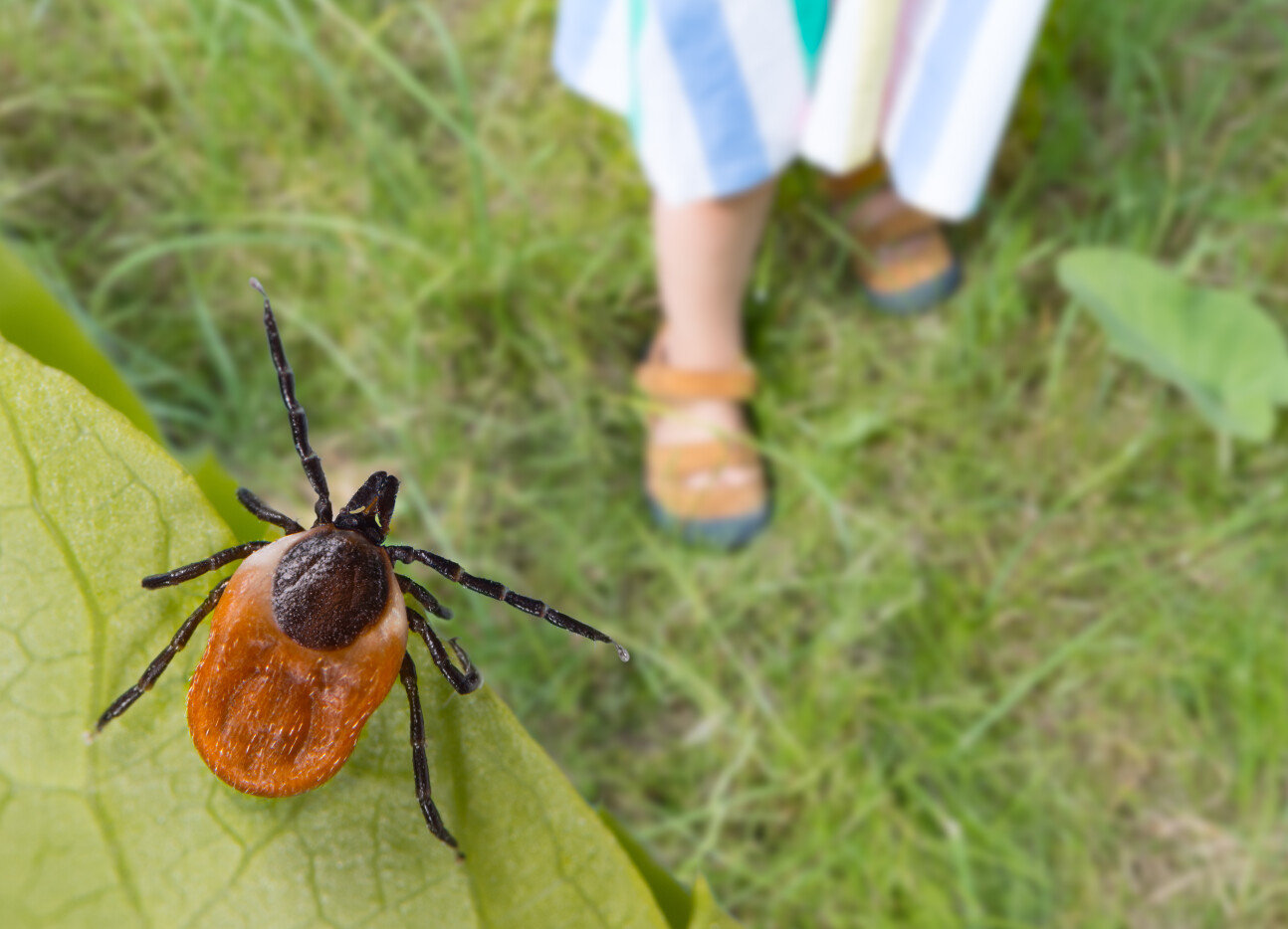 Tick on a leaf with a child's leg in the background