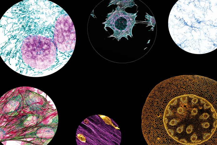 A collage of still light microscopy images